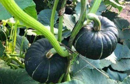 认真吃瓜网红图片,揭秘“认真吃瓜网红”的爆红之路  第1张